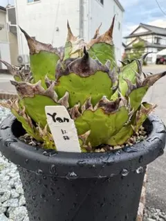 アガベ チタノタ 紅猫赤猫 Yan Yang産 レッドキャットウィーズル観葉植物のサムネイル