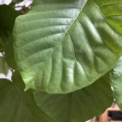 さくら様専用ページ