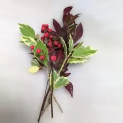 ヒイラギ　南天　節分飾り