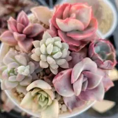 K苗　錦7種 　カット