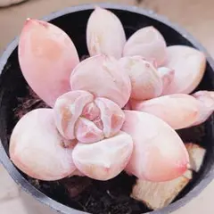 まみらり様 リクエスト 2点 まとめ商品