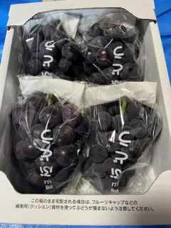 【今日午前中まで！】岡山県産オーロラブラック2.5kg(箱入り)