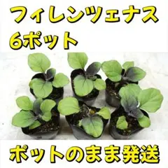 2026年最新】フィレンツェ ナスの人気アイテム - メルカリ