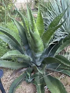 アガベ　ローガンカルフォーン② アガベ サルミアナ・フェロックス ”ローガン・カルホーン