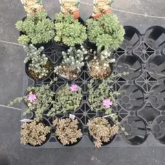 ちょこ☆彡.。様 リクエスト 4点 まとめ商品