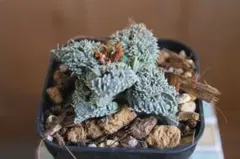 フォーカリア 竜神の舞 メセン　多肉植物 ビザ―プランツ 珍奇植物 A4のサムネイル