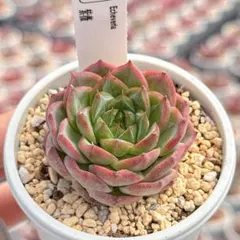 男*屋様 BR1019　粉月影　6株　抜き苗　多肉植物 エケベリア NEW❗️099多肉植物 エケベリア 粉月影 抜き苗 寄せ植え 4苗セット