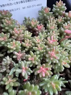 ゆっこ様 リクエスト 4点 まとめ商品