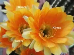 花サボテン　フチ黄色　抜き苗のサムネイル