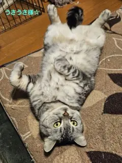 うさうさ様 リクエスト 2点 まとめ商品