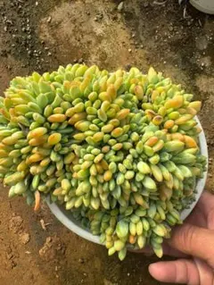Top【選抜株】多肉植物　364090オーシャン ソング綴化10個　鉢無し/脱土 Top【選抜株】多肉植物 364090オーシャン ソング綴化10個 鉢無し/脱土