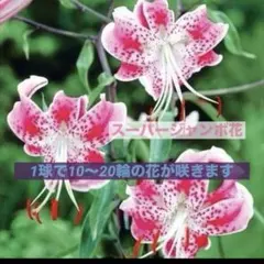 user_741862cf様 リクエスト 3点 まとめ商品