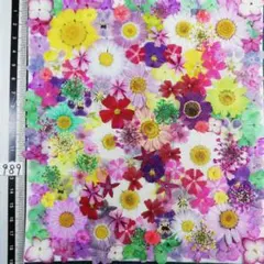 押し花素材　NO989 ノースボール ビオラ 紫陽花　バーベナ 小花 押し花