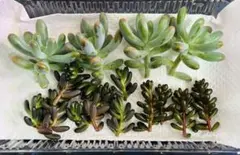 多肉植物　セダム　カット苗　詰め合わせ　寄せ植えセット　現品