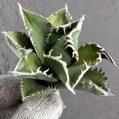 2026年最新】グレートホワイトシャーク アガベの人気アイテム - メルカリ