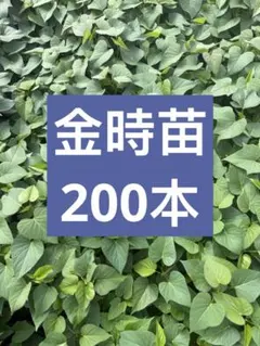 2026年最新】さつまいも 苗 金時の人気アイテム - メルカリ