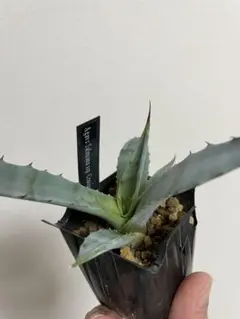 きせき様 リクエスト 2点 まとめ商品