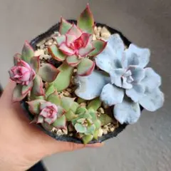 ❤️専用出品❤️✨メルカリ便✨クリスペートビューティー  ❤️抜き苗❤️パープル札 2025年最新】クリスペートビューティーの人気アイテム - メルカリ