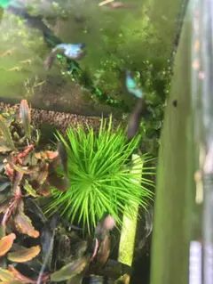 2025年最新】ホシクサの人気アイテム - メルカリ