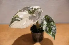 アロカシア アズラニー ピンクラテ 斑入り 芋 1つ ラスト - メルカリ