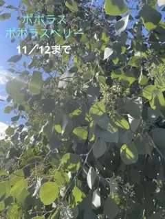 2025年最新】ポポラスベリーリースの人気アイテム - メルカリ