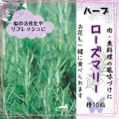 【ハーブの女王】爽やかな香り♪ローズマリー種10粒 爽やかで香り強い多年草ハーブ