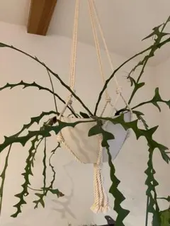 エピフィルム 観葉植物 先端より約10センチでカット　10本