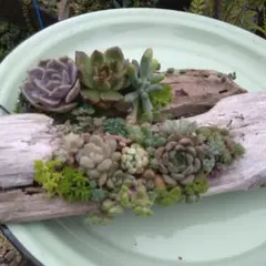 ミルクピッチャー寄せ】多肉植物寄せ植え そのまま飾れる寄せ植え 匿名