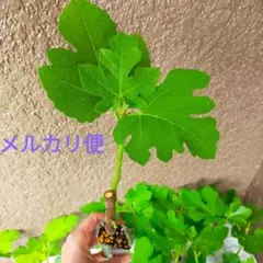 イチジク苗 メアリーレーン② - メルカリ