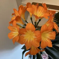 君子蘭　縞中斑入り　５号鉢つき　レア斑❗ 君子蘭 縞中斑入り 5号鉢つき レア斑❗