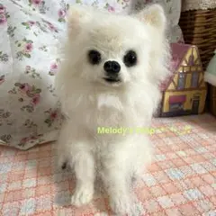羊毛フェルト にこにこおすわりチワワ - メルカリ