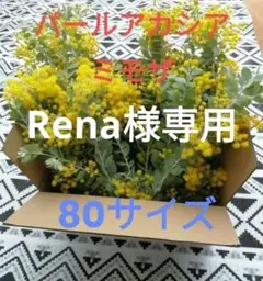 Rena 様専用　パールアカシア フレッシュ　80サイズ　(保水あり)