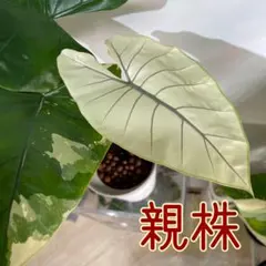 2026年最新】アロカシア ブラックステムの人気アイテム - メルカリ