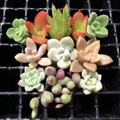 特別価格❣️ No２　強い品種　カット苗９種類　寄せ植えに✨　詰め合わせ　多肉弁当のサムネイル