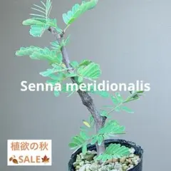 おかぴーあざー様 リクエスト 2点 まとめ商品