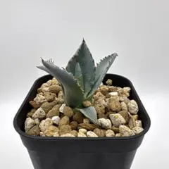 激怒之舞　Agavelive産子株(Lize産) 2個セット 2026年最新】Agave livesの人気アイテム - メルカリ