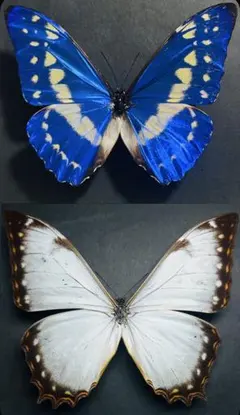 Morpho rhetenor & Morpho cypris 蝶の標本 Morpho rhetenor & Morpho cypris 蝶の標本 - メルカリ
