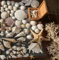 貝殻とシーブッシュのデコレーションセット