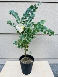 ✨フワフワの葉っぱが可愛い✨　綺麗な樹形　パールアカシア　ミモザ　苗