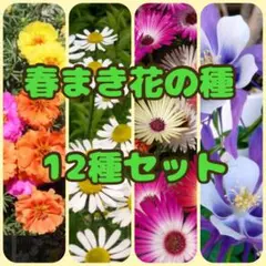 春まき花の種12種セット　夏咲く花　お得　9種セットあり
