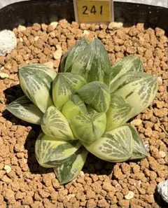 多肉植物 ハオルチア 裏般若錦♀x水晶コンプト101錦♂ 種子10粒 令和8