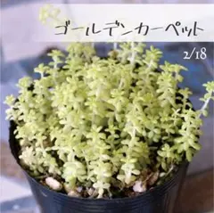 ドドシュカ様 リクエスト 5点 まとめ商品