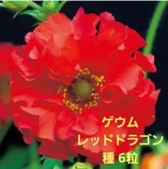 レア】ドラゴンレッド 種芋2個！鮮やか赤皮、中まで赤い❣ホクホク