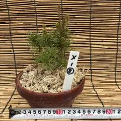 ☆盆栽☆ 赤石五葉松【X-6】5年物 ☆愛媛県より発送☆ - メルカリ