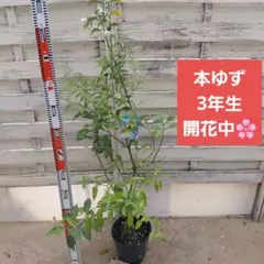 4年生 幼果つき マイヤーレモン接木苗 樹高130センチ 6.5号ポット現品