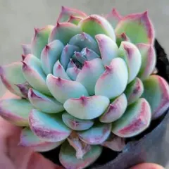 2026年最新】多肉植物 リンゼアナの人気アイテム - メルカリ