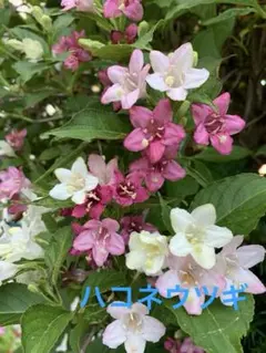 ハコネウツギ　源平ウツギ　挿木2年苗のサムネイル