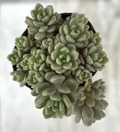 ￼だるま姫秀麗×スプリングワンダー　多肉植物のサムネイル
