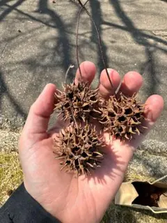 フウの実［サイズお任せ20個におまけ付き♡］