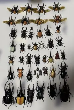 2026年最新】昆虫 標本の人気アイテム - メルカリ